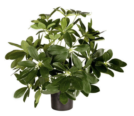 [2065] Artificial Baby Schefflera