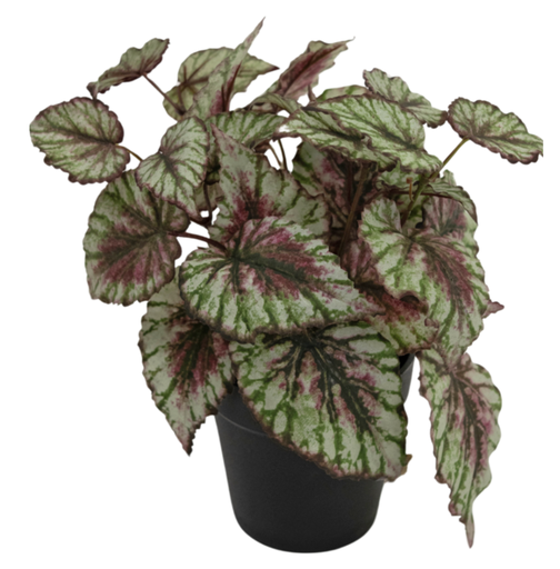 [2068] Kunstig Begonia